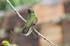 Chionomesa fimbriata