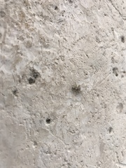 Balmaceda nigrosecta