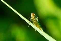 Cicadella