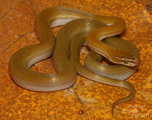 Photo of a Bocage’s Brown House Snake (Boaedon bocagei)