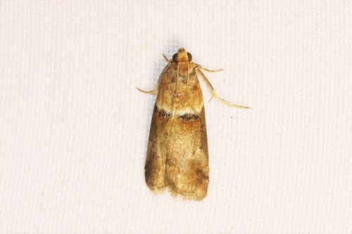 Scarce oak knot-horn, 5854 Bergen, Nederland, photo 4 of 10