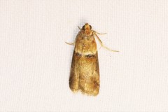Acrobasis tumidana