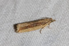 Bactra lancealana