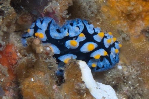 フリエリイボウミウシ