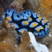 フリエリイボウミウシ