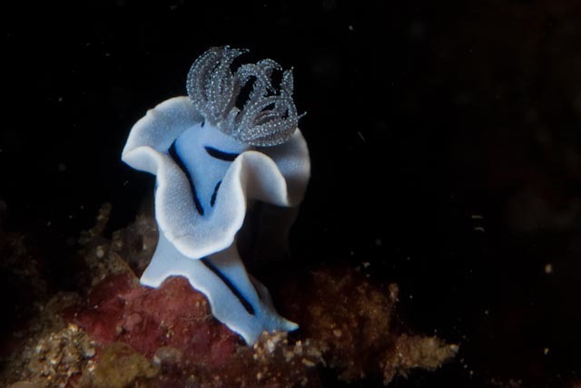 Striped White Sea Slug