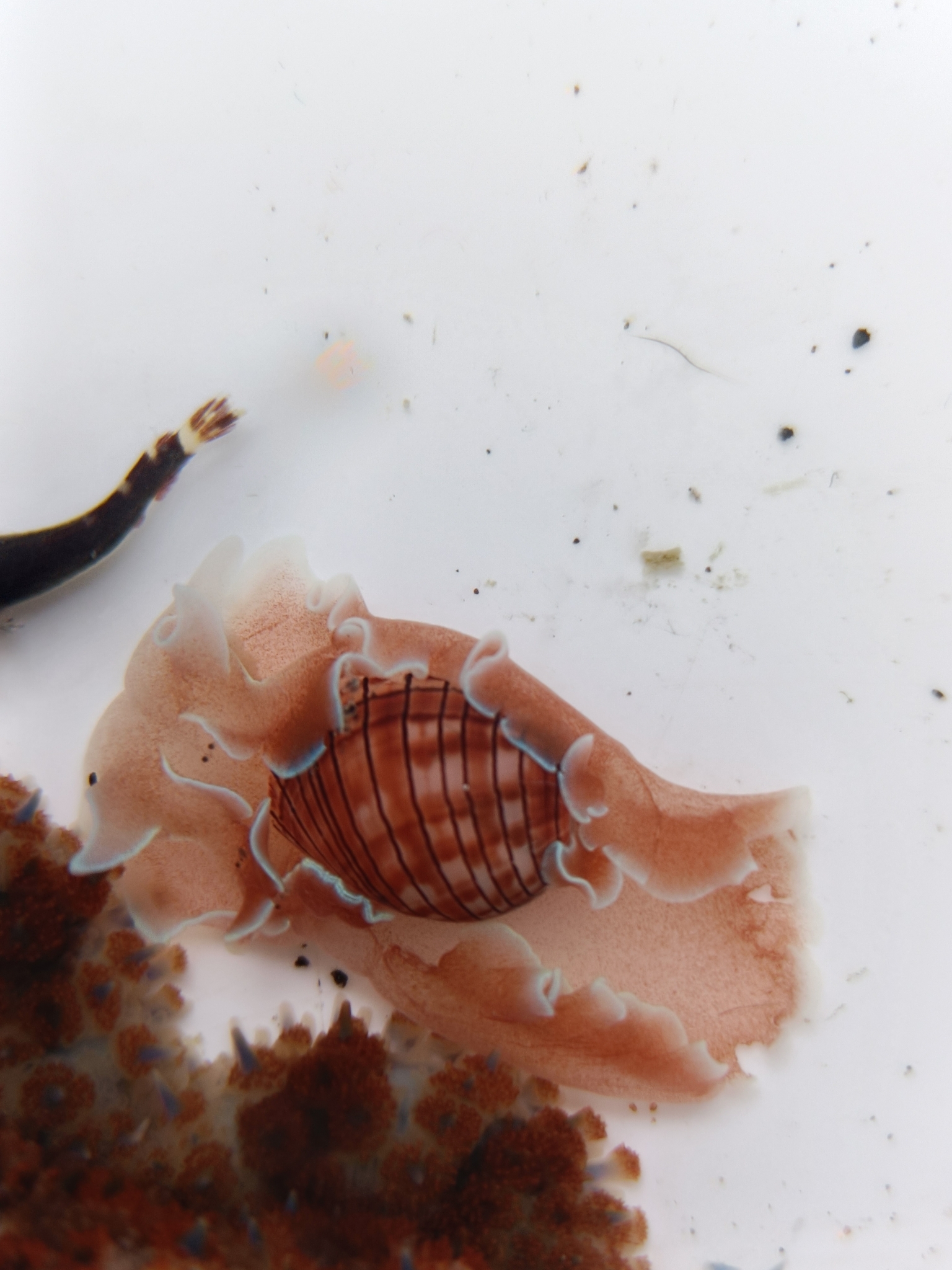 Hydatina physis