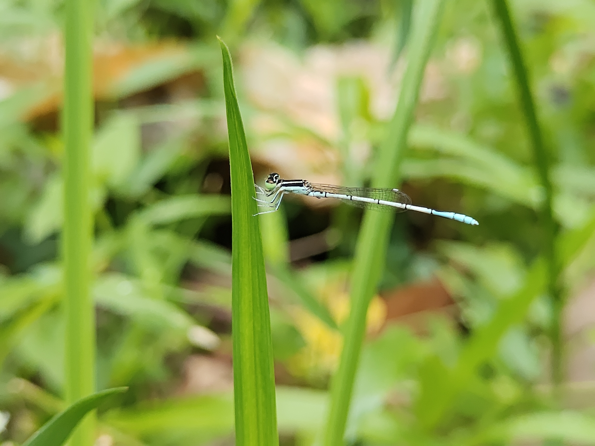 White Wisp