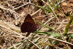 Aloeides dentatis dentatis
