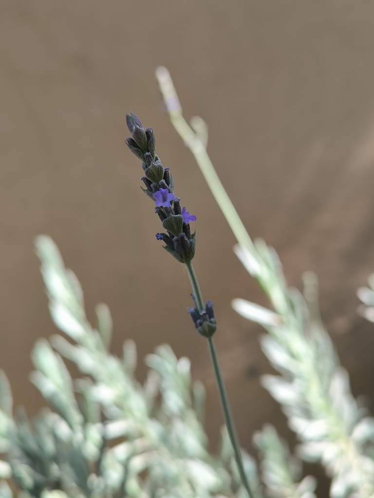 Lavandula × ginginsii