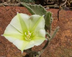 Convolvulus natalensis