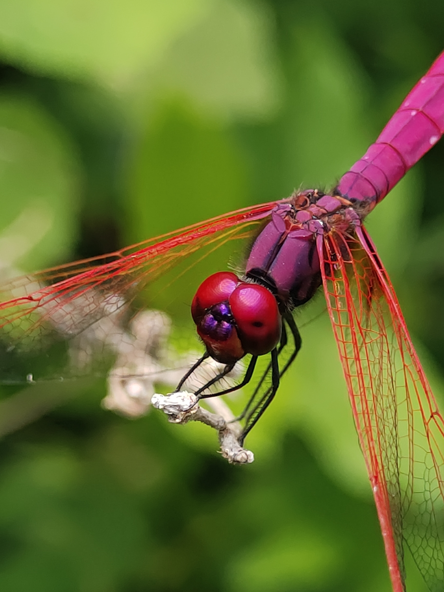 Crimson Marsh Glider