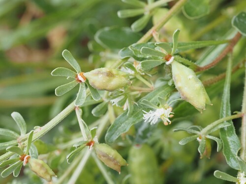 Image of Reseda phyteuma by (c) Louis Aureglia, some rights reserved (CC BY)