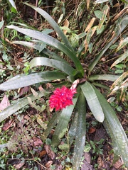 Aechmea distichantha