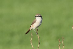 Lanius phoenicuroides
