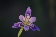 Iris dichotoma