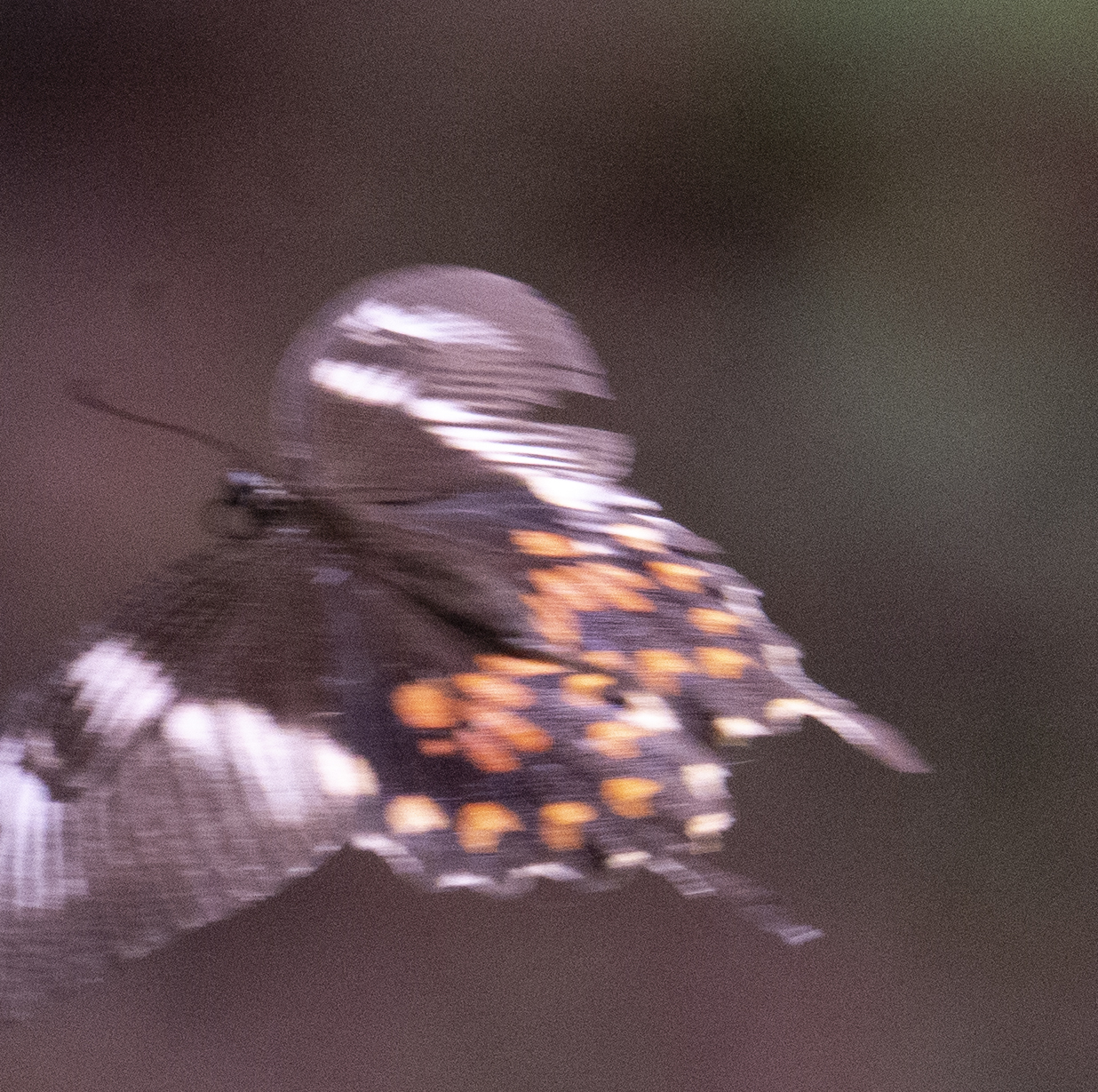 Common Mormon