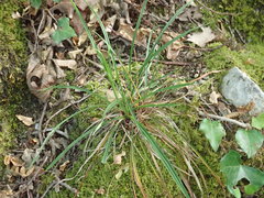 Carex humilis