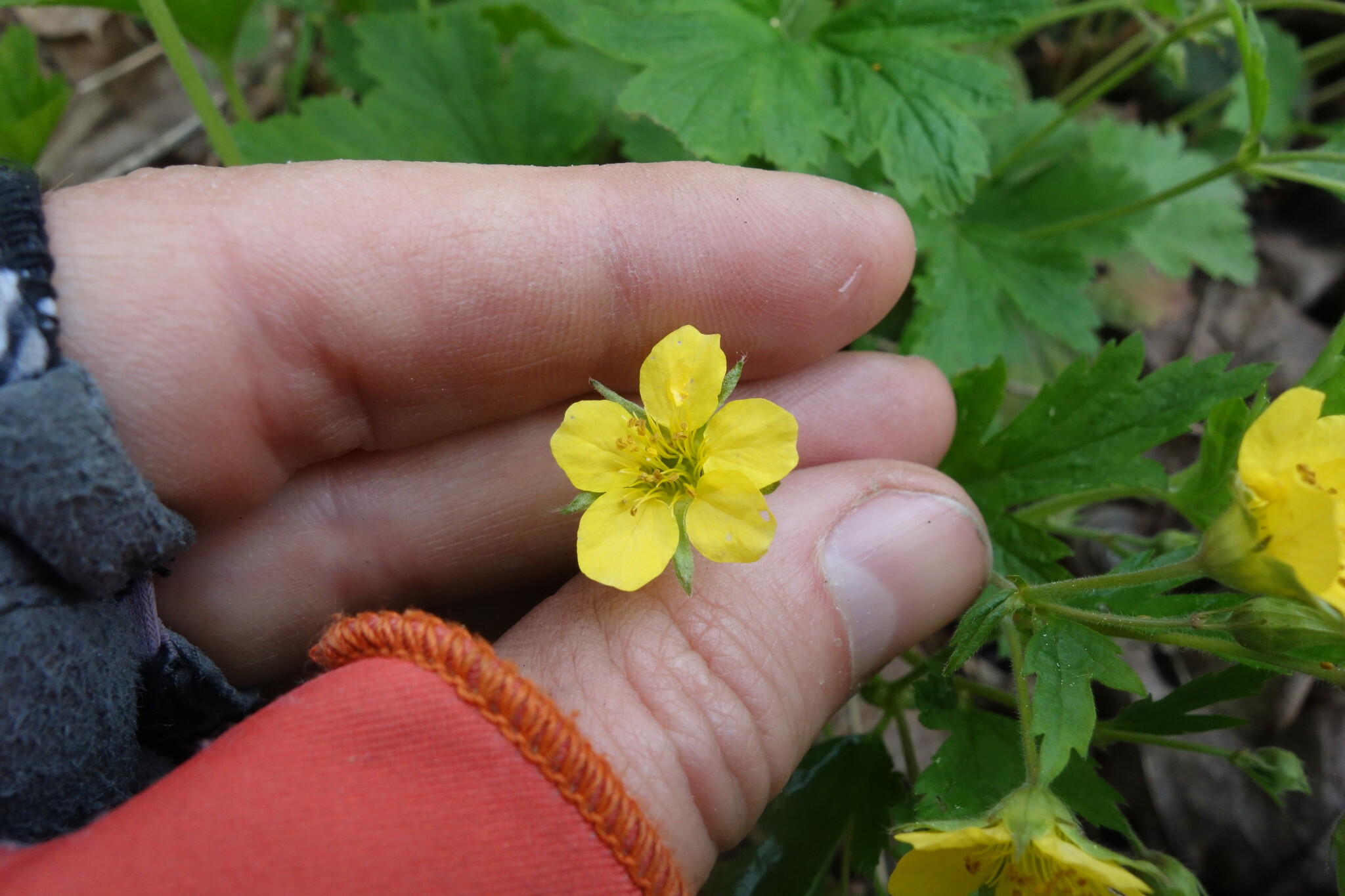 Large Barren Strawberry (Waldsteinia geoides)