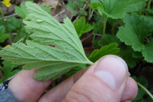 Image of Waldsteinia geoides by (c) Aleksei Baushev, some rights reserved (CC BY)
