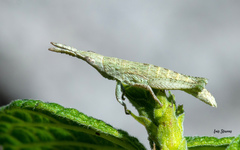 Sphenacris crassicornis