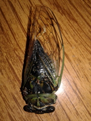Neotibicen