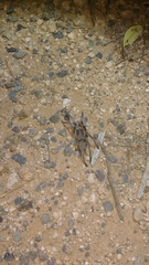 Selenocosmia