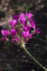 Pelargonium incrassatum
