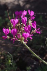 Pelargonium incrassatum