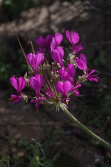 Pelargonium incrassatum