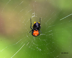 Micrathena glyptogonoides