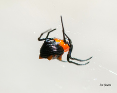 Micrathena glyptogonoides