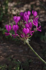 Pelargonium incrassatum