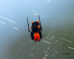 Micrathena glyptogonoides