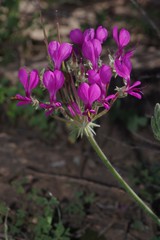 Pelargonium incrassatum