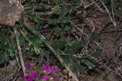 Pelargonium incrassatum