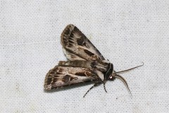 Agrotis vestigialis