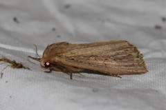 Nonagria typhae
