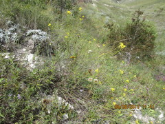 Brassica elongata pinnatifida