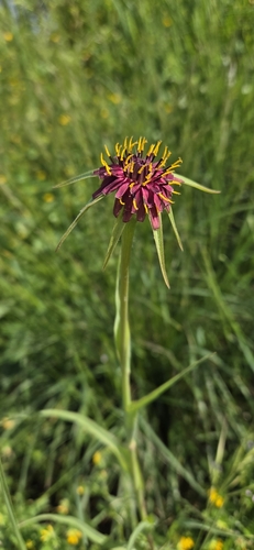 Tragopogon porrifolius