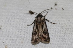 Agrotis vestigialis