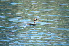 Podiceps cristatus australis