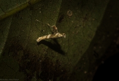 Cyphosticha panconita