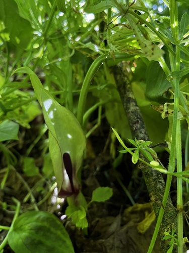 Arum orientale (Arum orientale)
