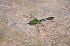 Ophiogomphus obscurus