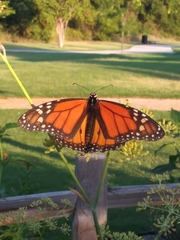 Danaus plexippus
