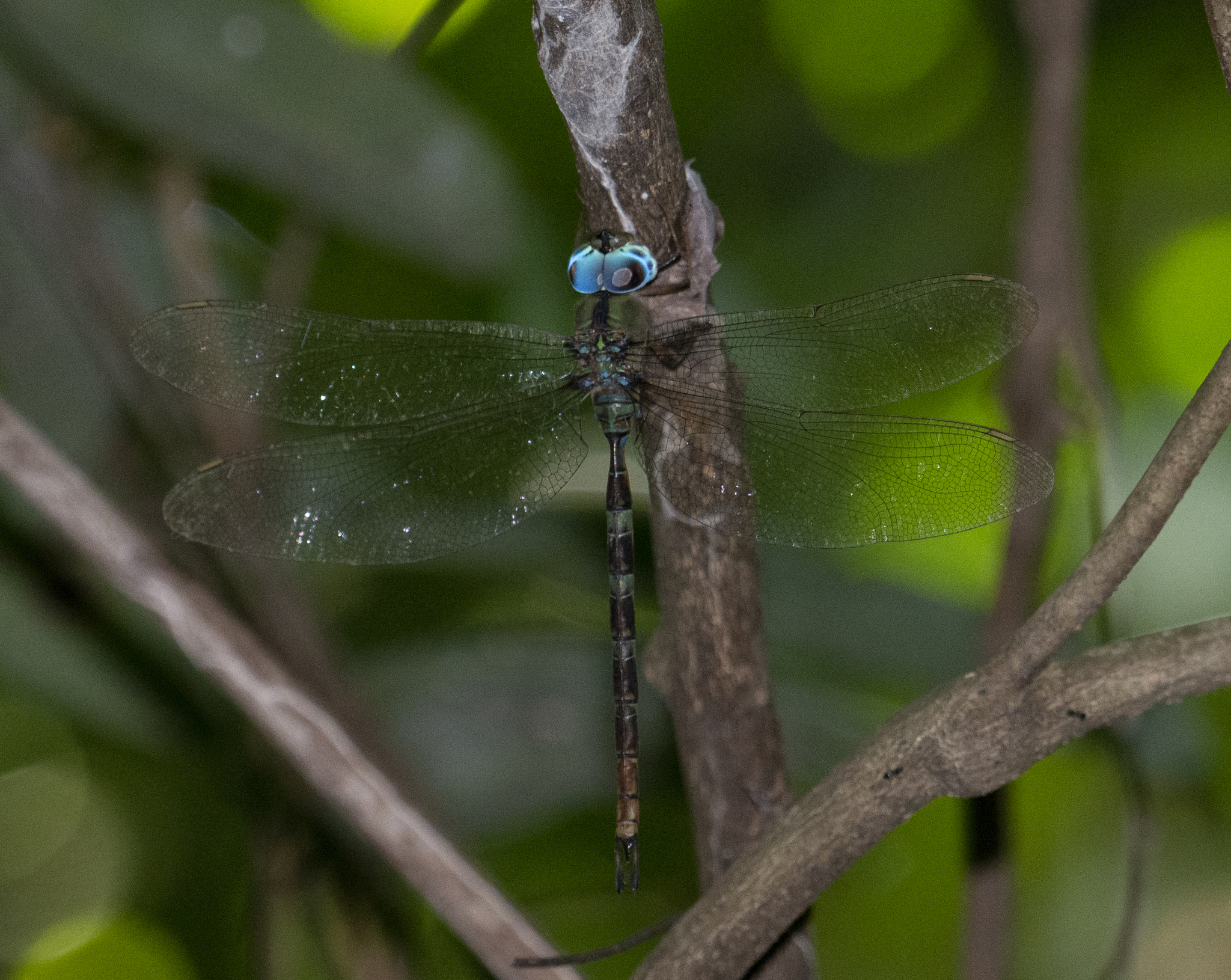 Brown Duskhawker