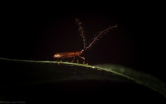 Cerobates ophthalmicus