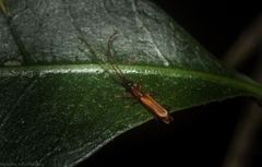 Cerobates ophthalmicus