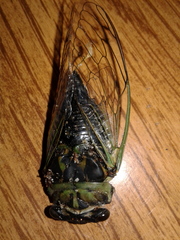Neotibicen
